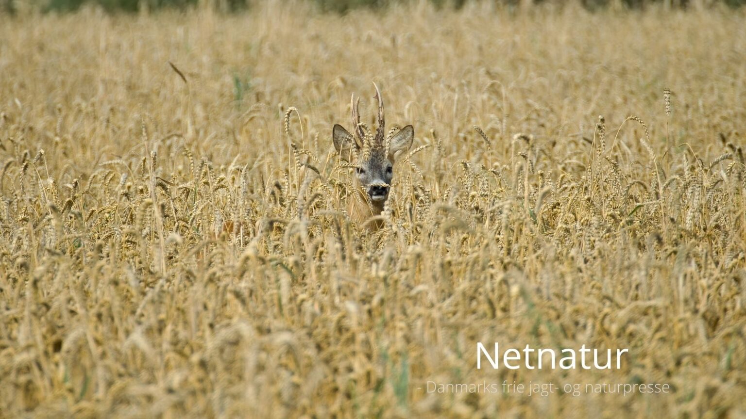 Ravildt-til-netnatur.dk32-1