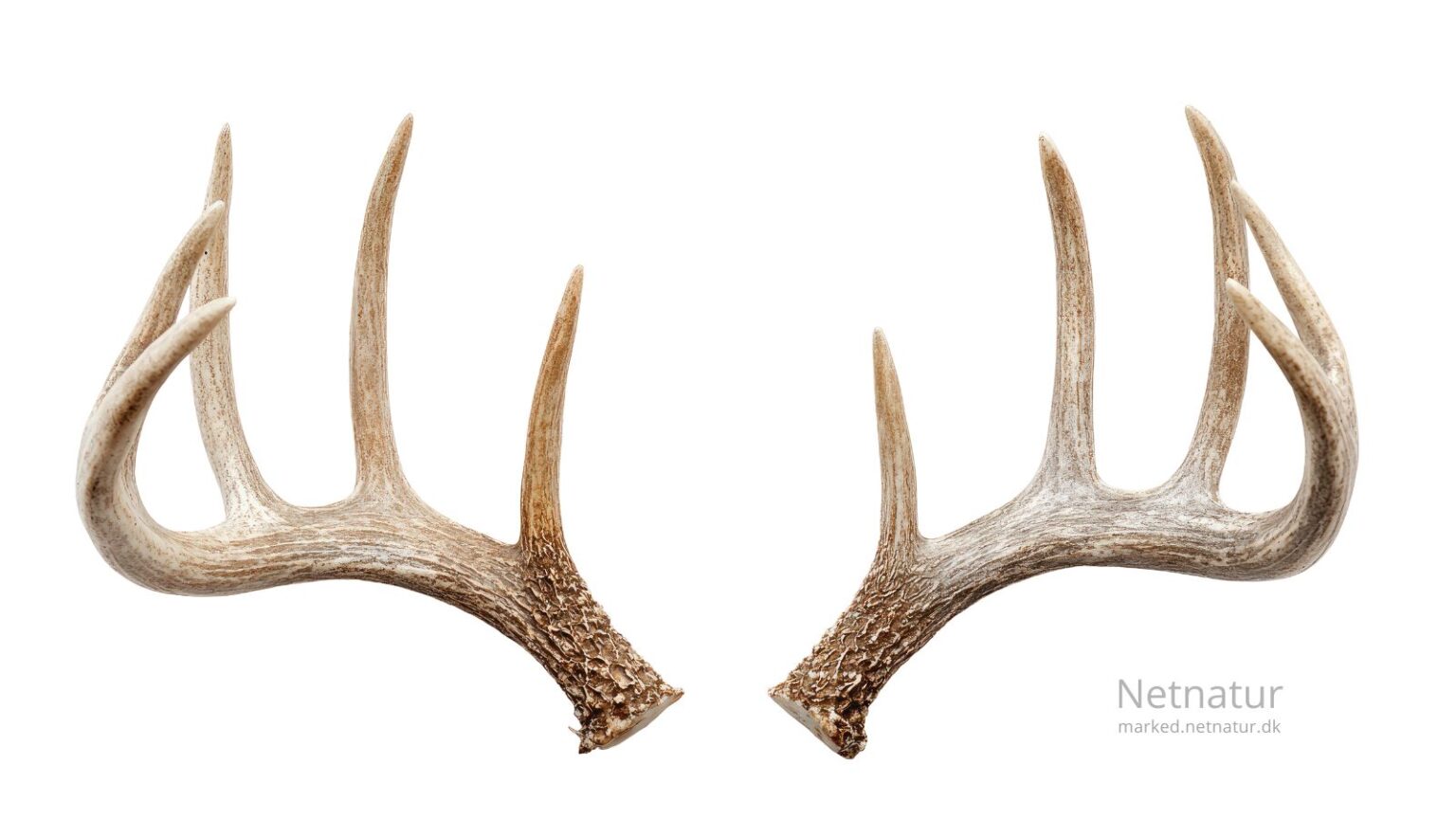 Whitetail deer1
