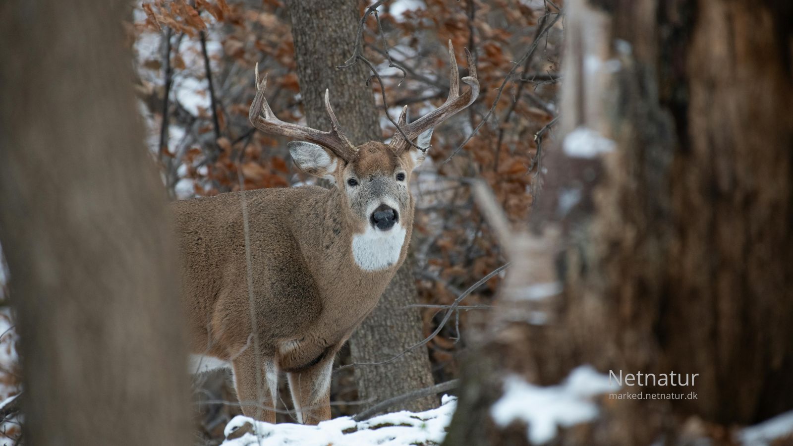 Whitetail deer10
