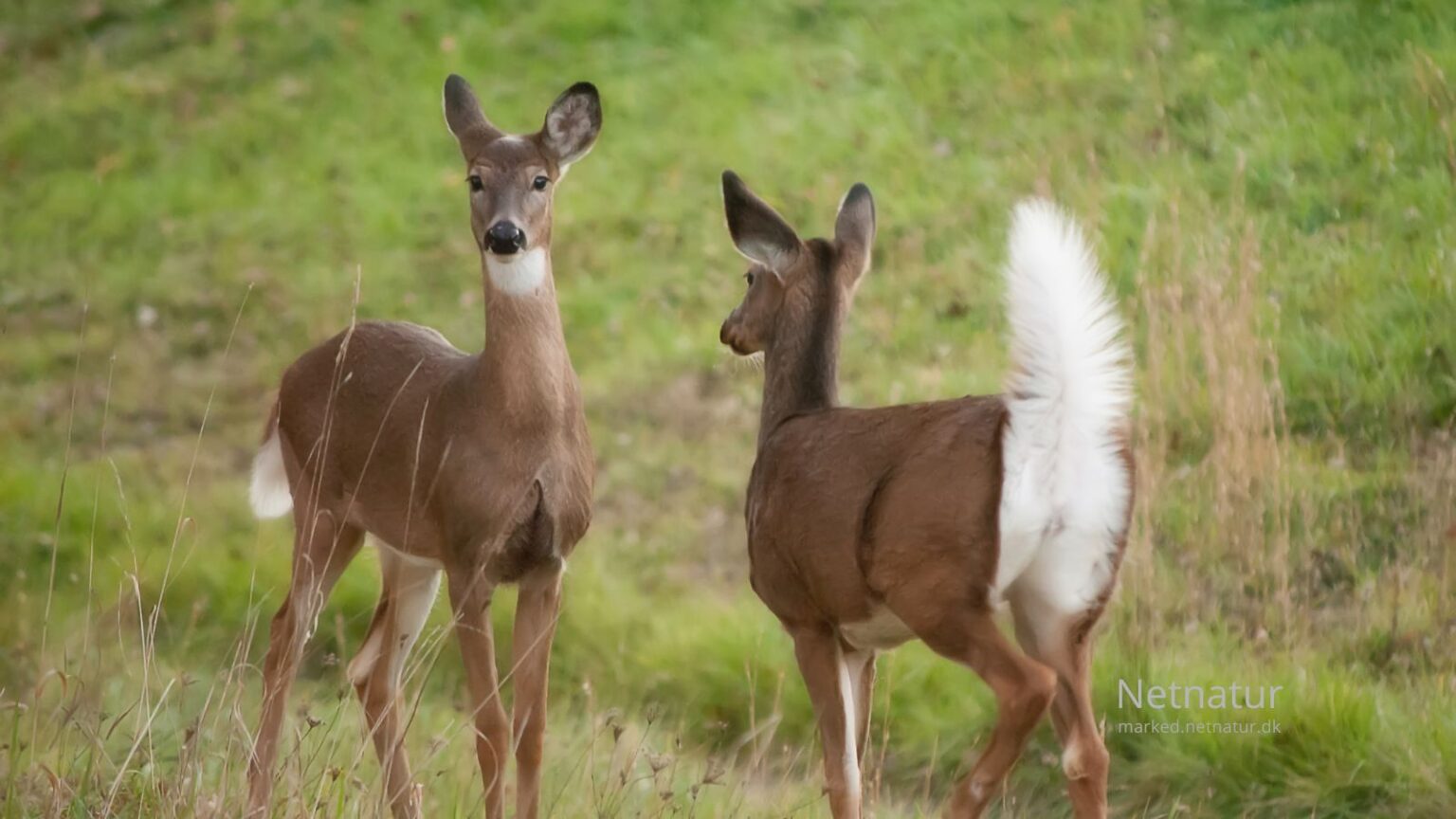 Whitetail deer11