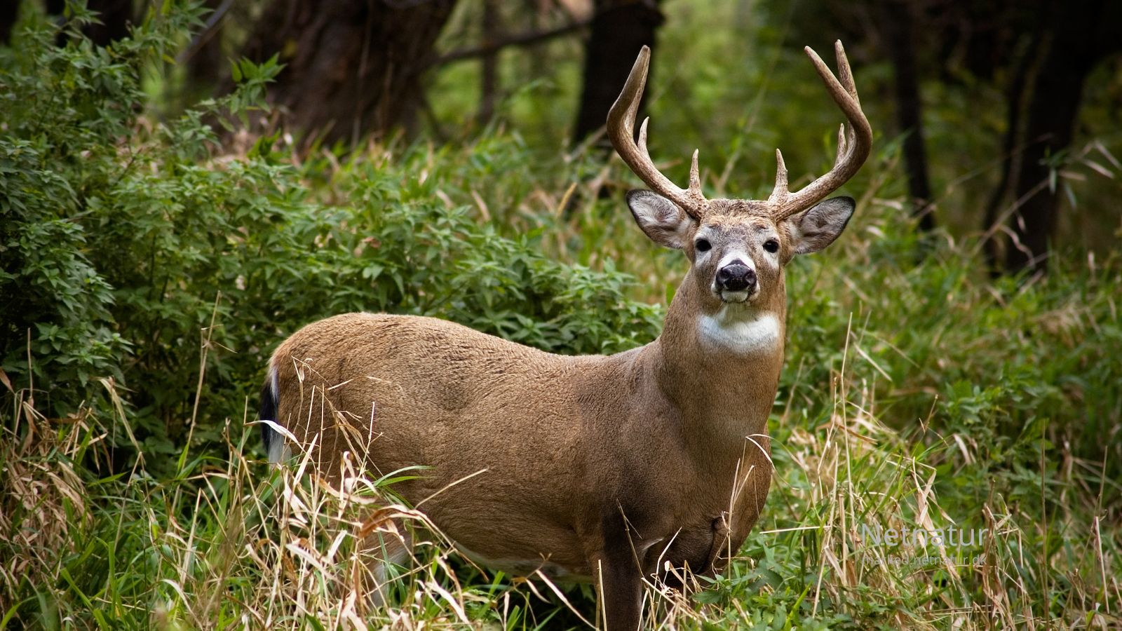 Whitetail deer12