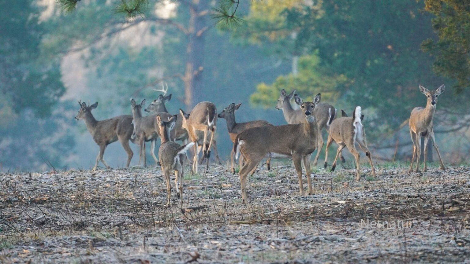 Whitetail deer13