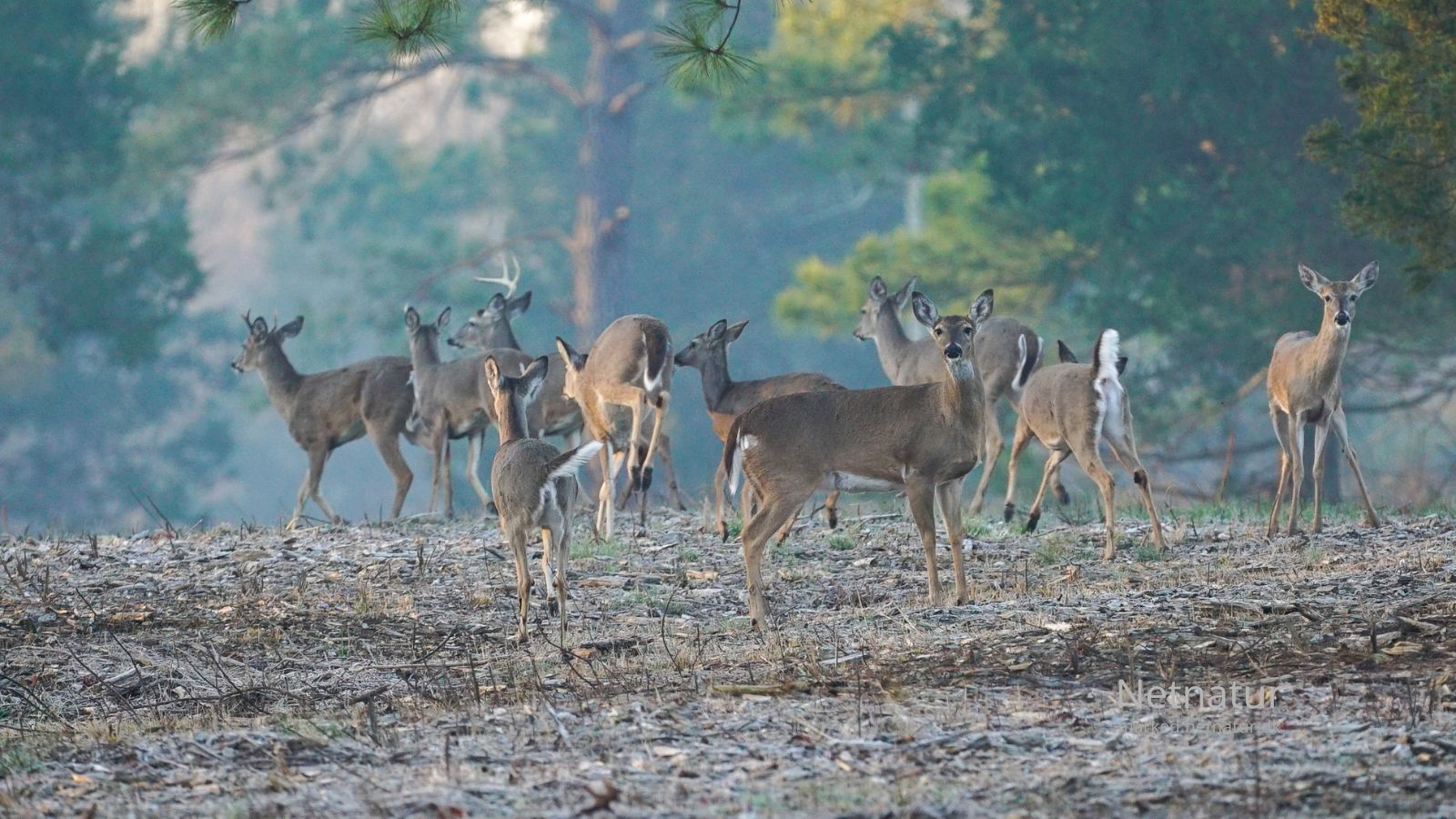 Whitetail deer13