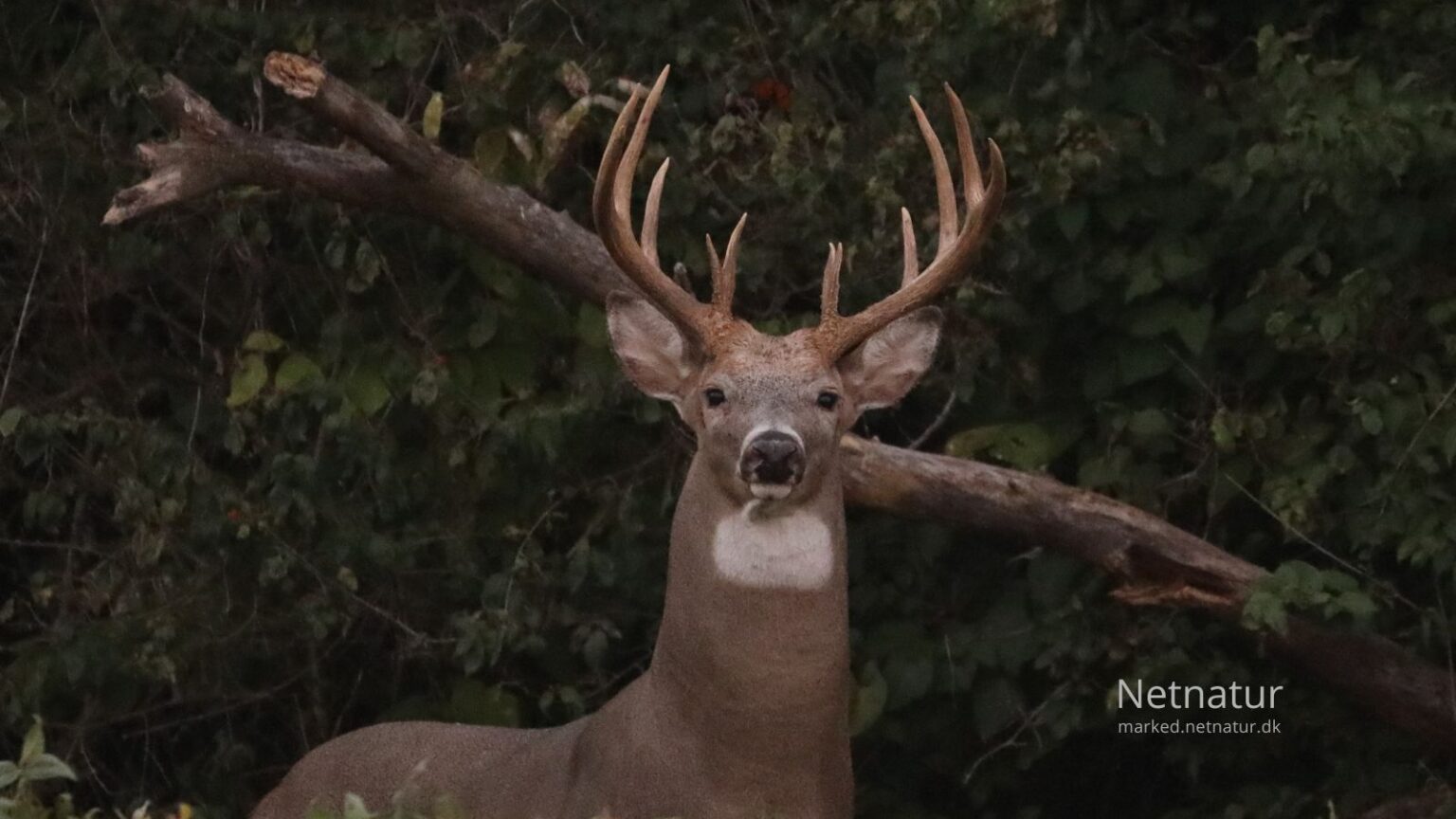 Whitetail deer14