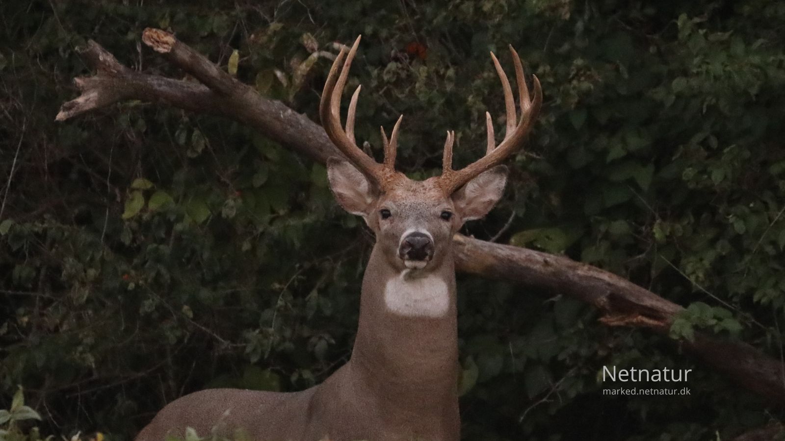 Whitetail deer14