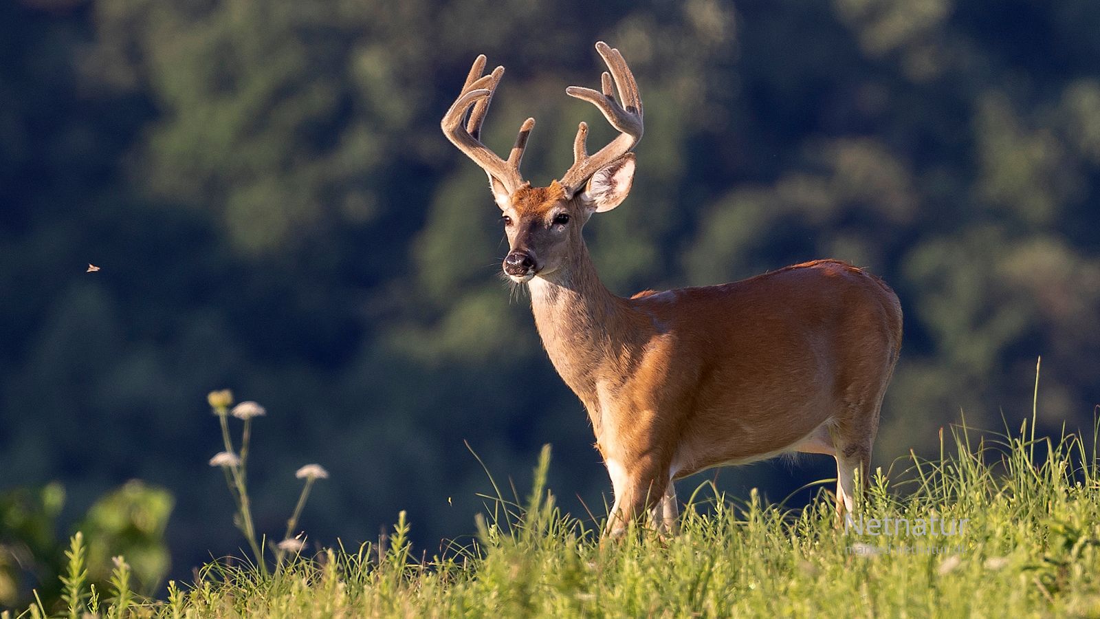 Whitetail deer15