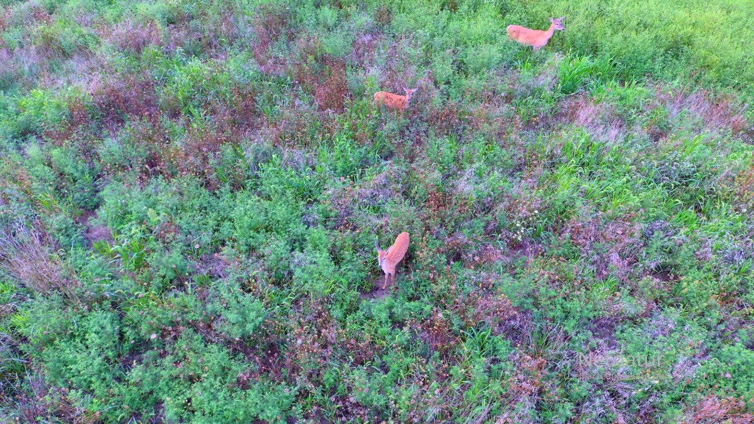 Whitetail deer16