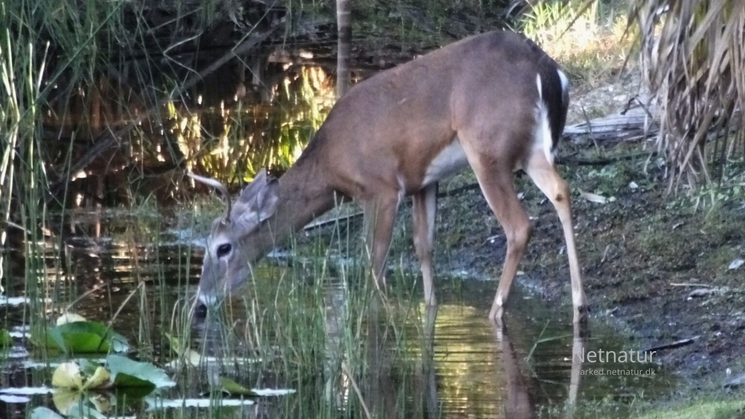 Whitetail deer17