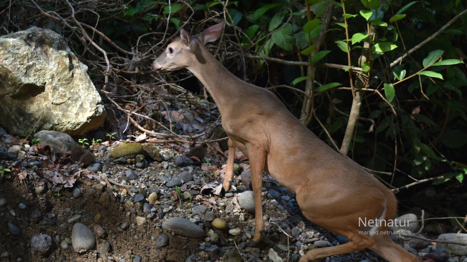 Whitetail deer18