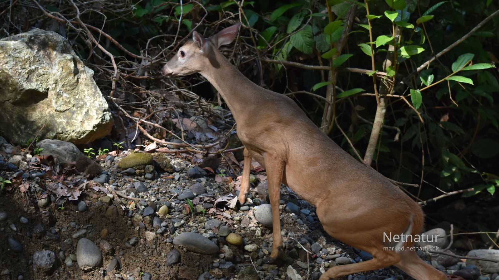 Whitetail deer18