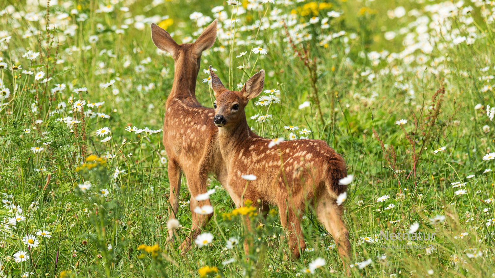 Whitetail deer19