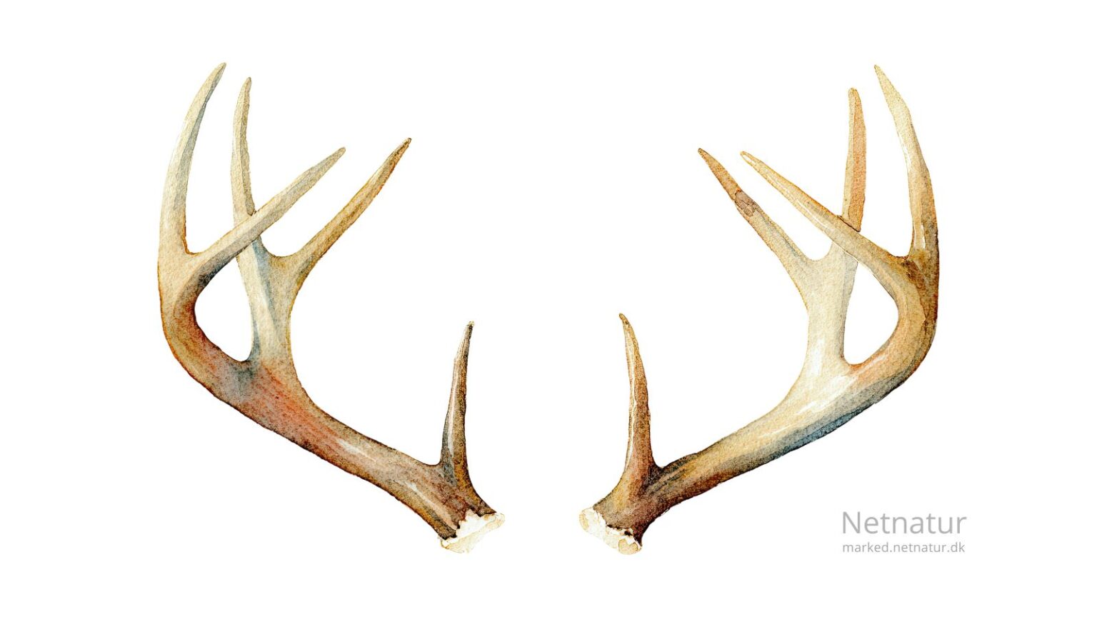 Whitetail deer2