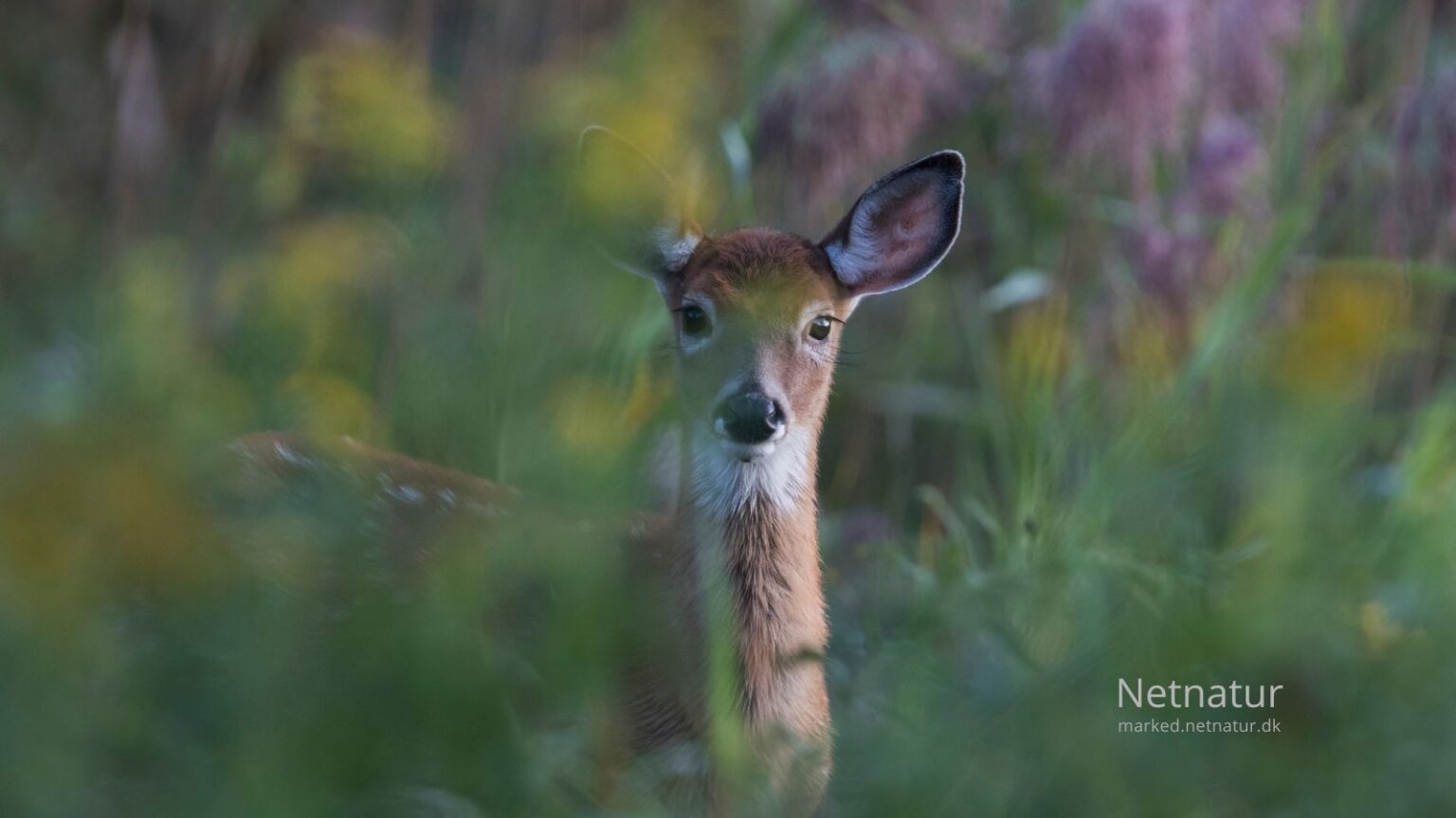 Whitetail deer20