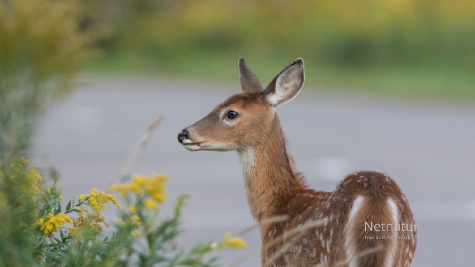 Whitetail deer21