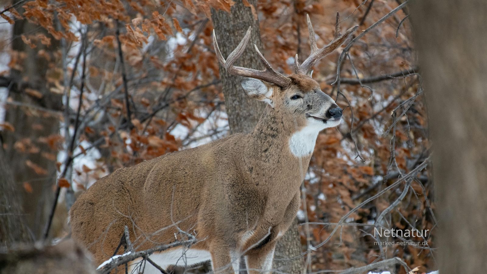 Whitetail-deer22-1