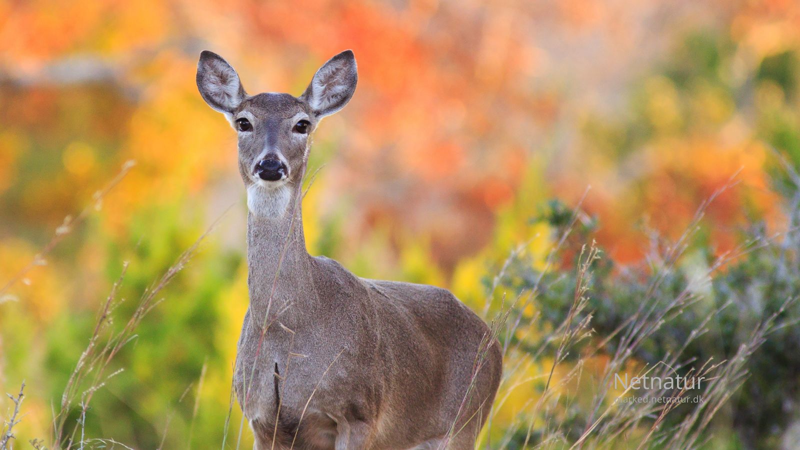 Whitetail deer23