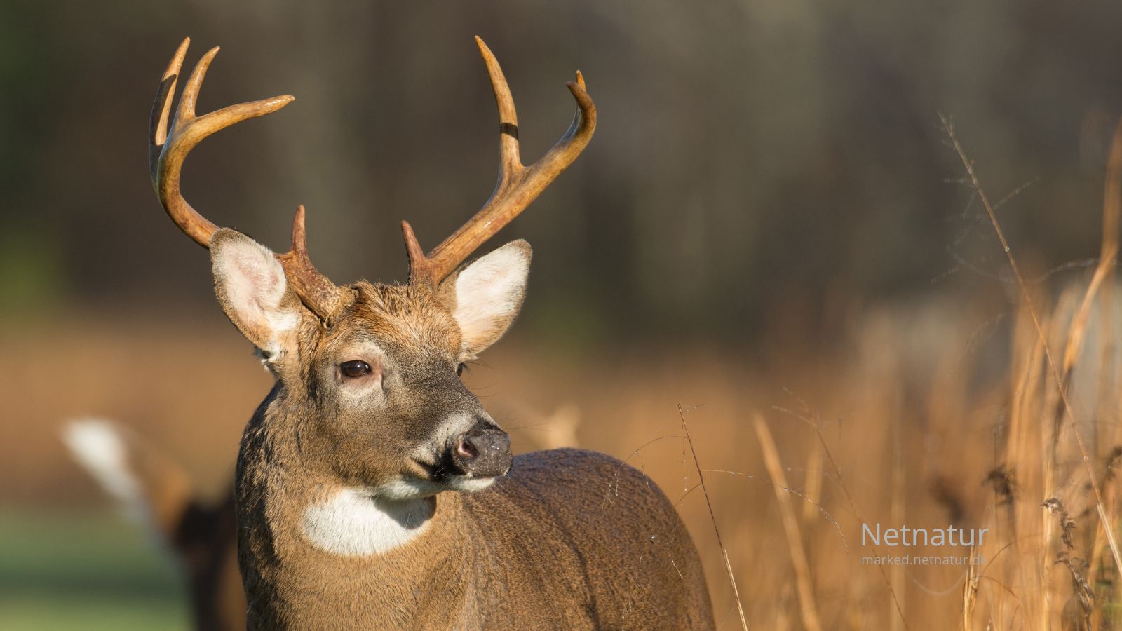 Whitetail-deer24-2