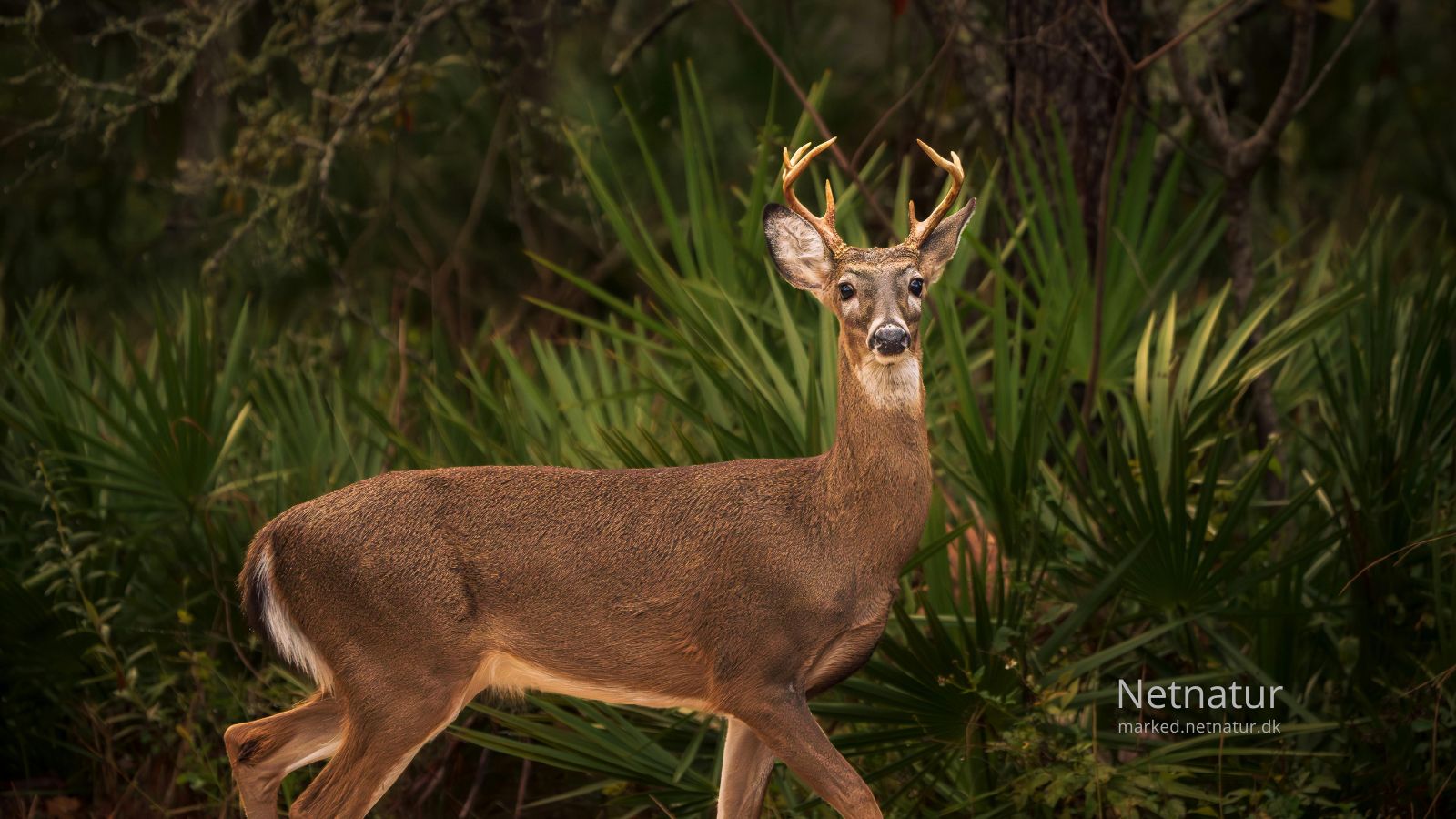 Whitetail deer25