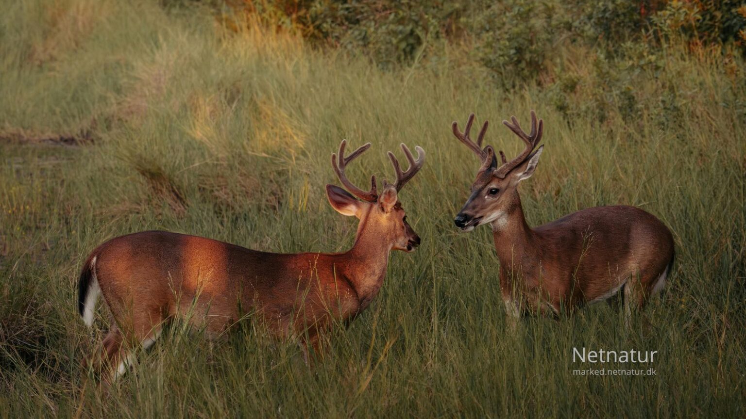 Whitetail deer27