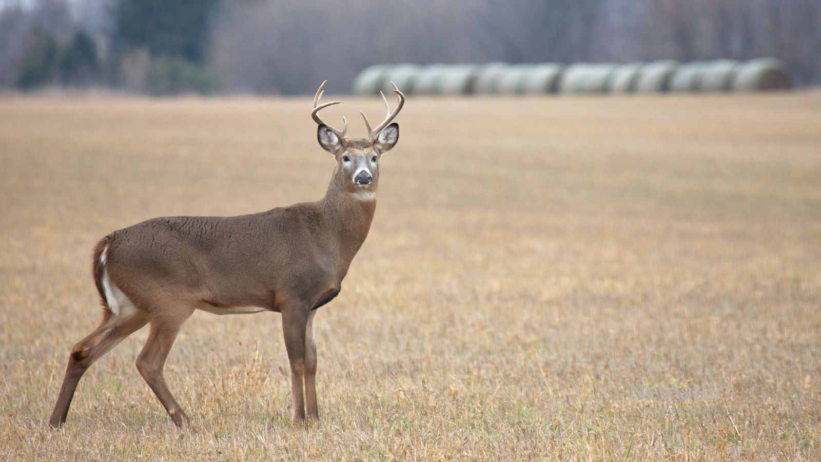 Whitetail deer28