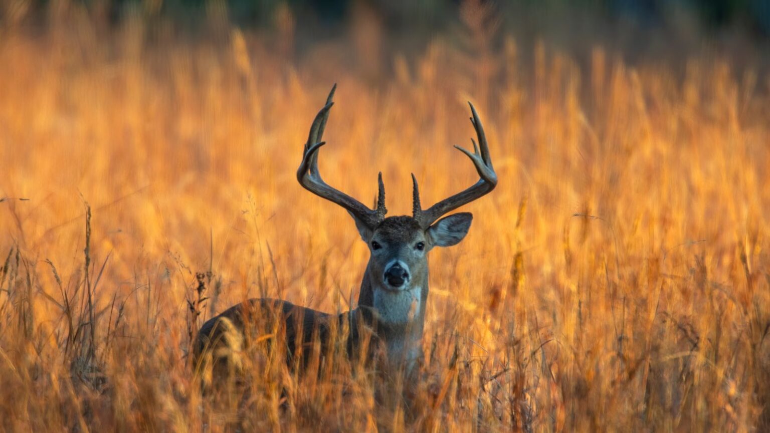 Whitetail deer3