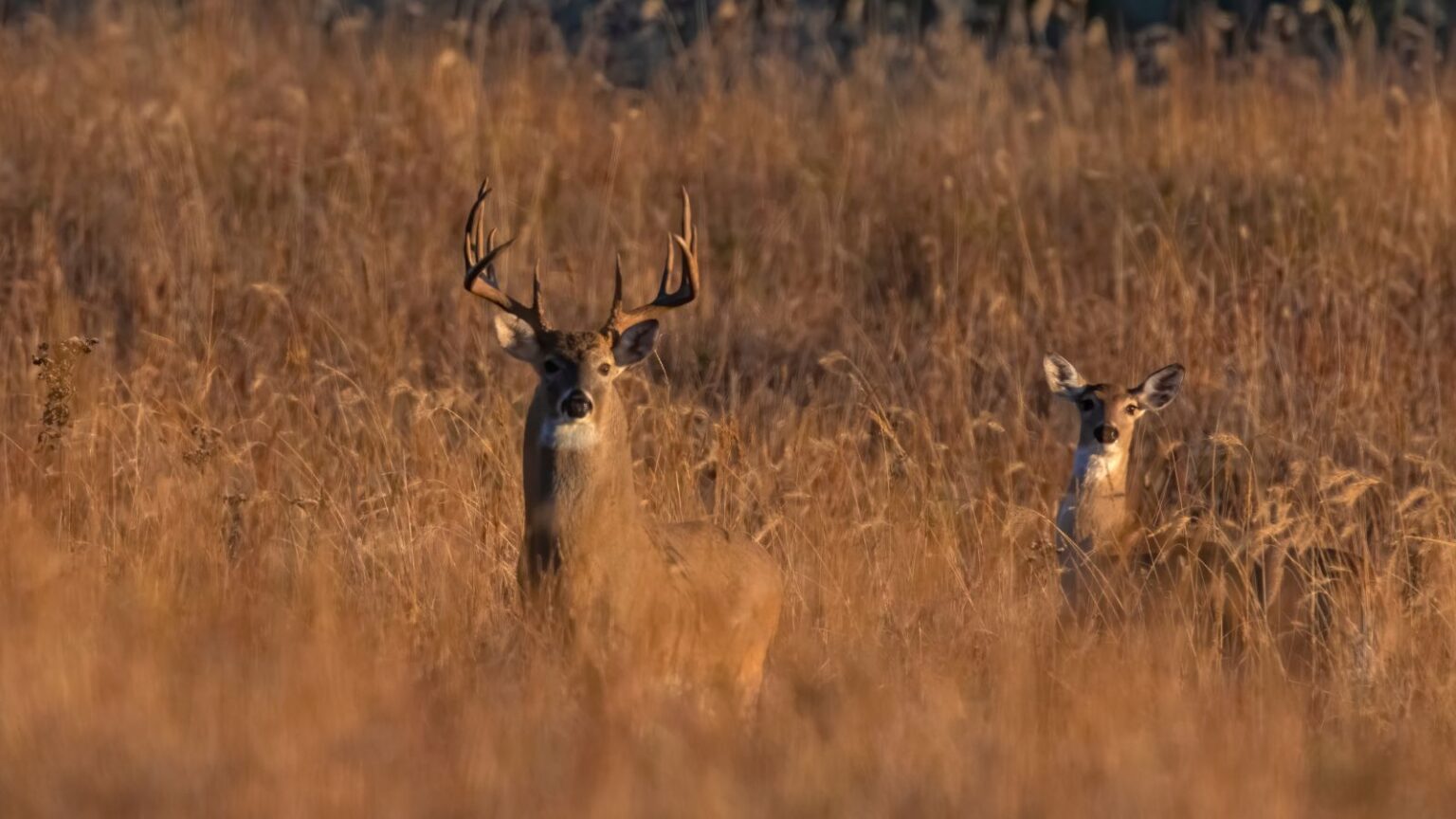 Whitetail deer4