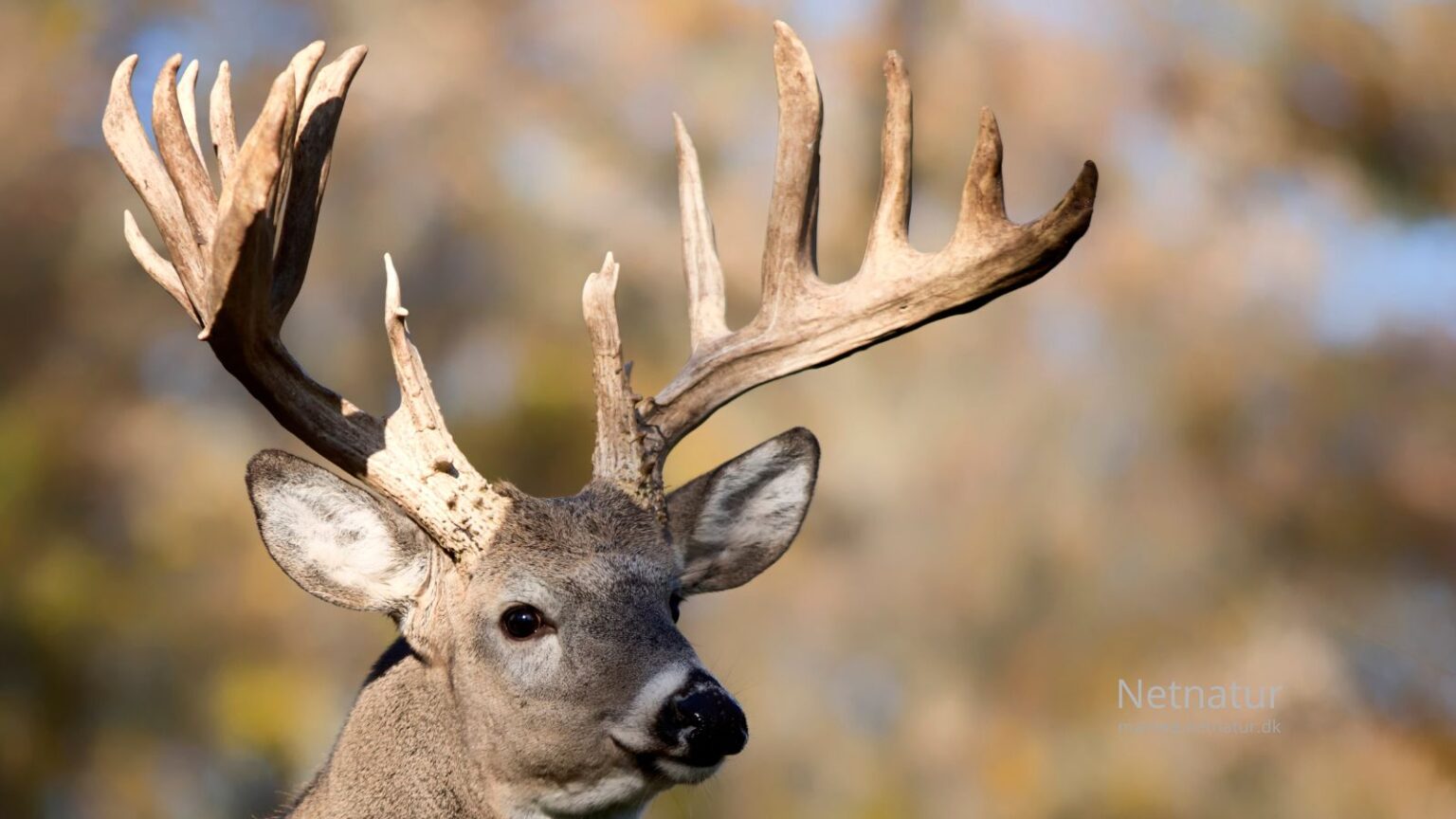 Whitetail-deer5-1