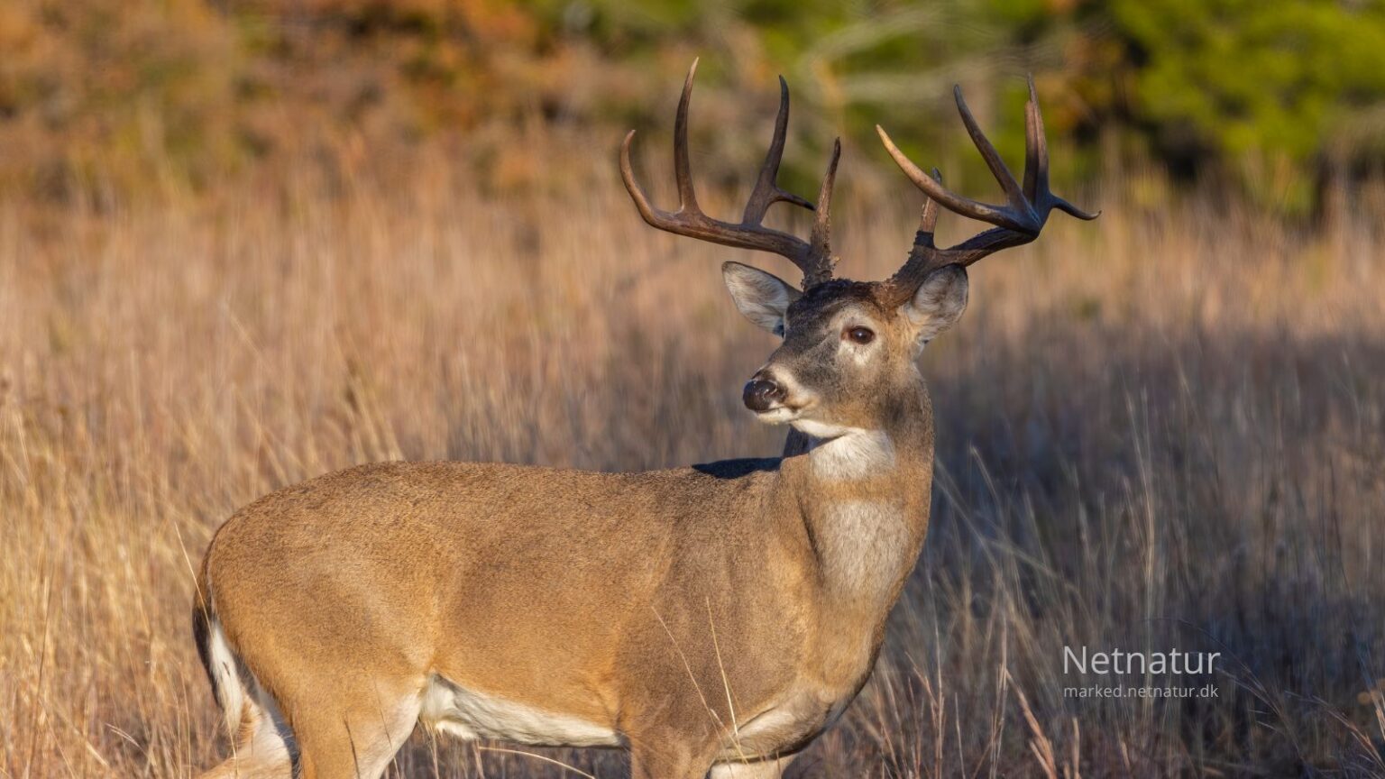 Whitetail deer6