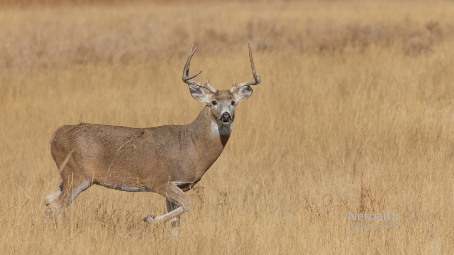 Whitetail deer7