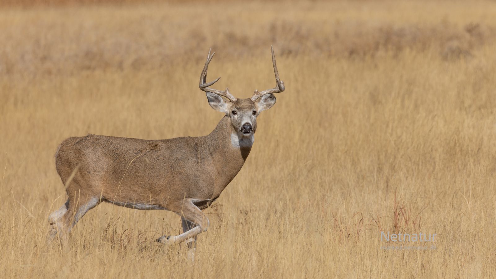 Whitetail deer7