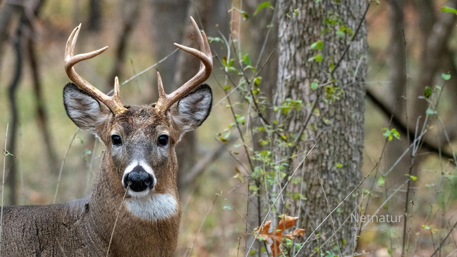 Whitetail deer8
