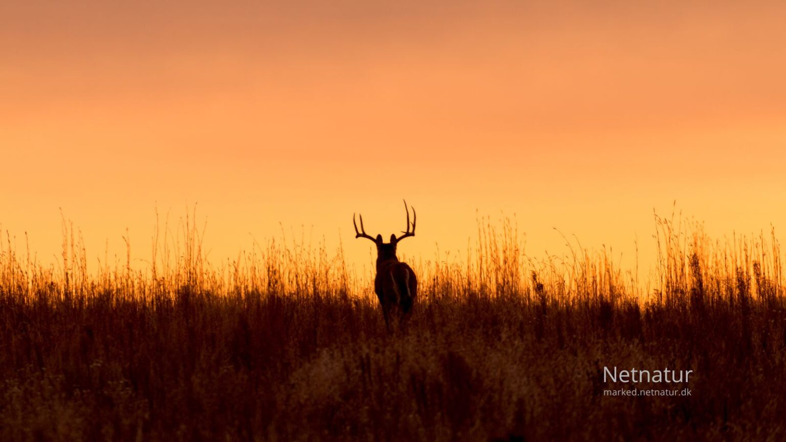 Whitetail deer9