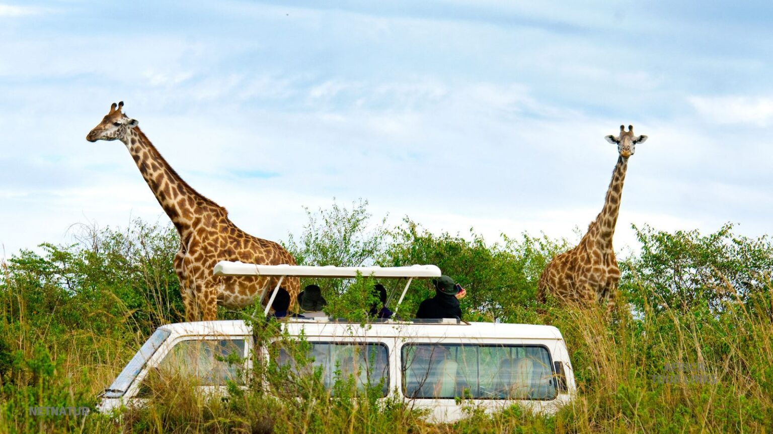 Wildlife Africa