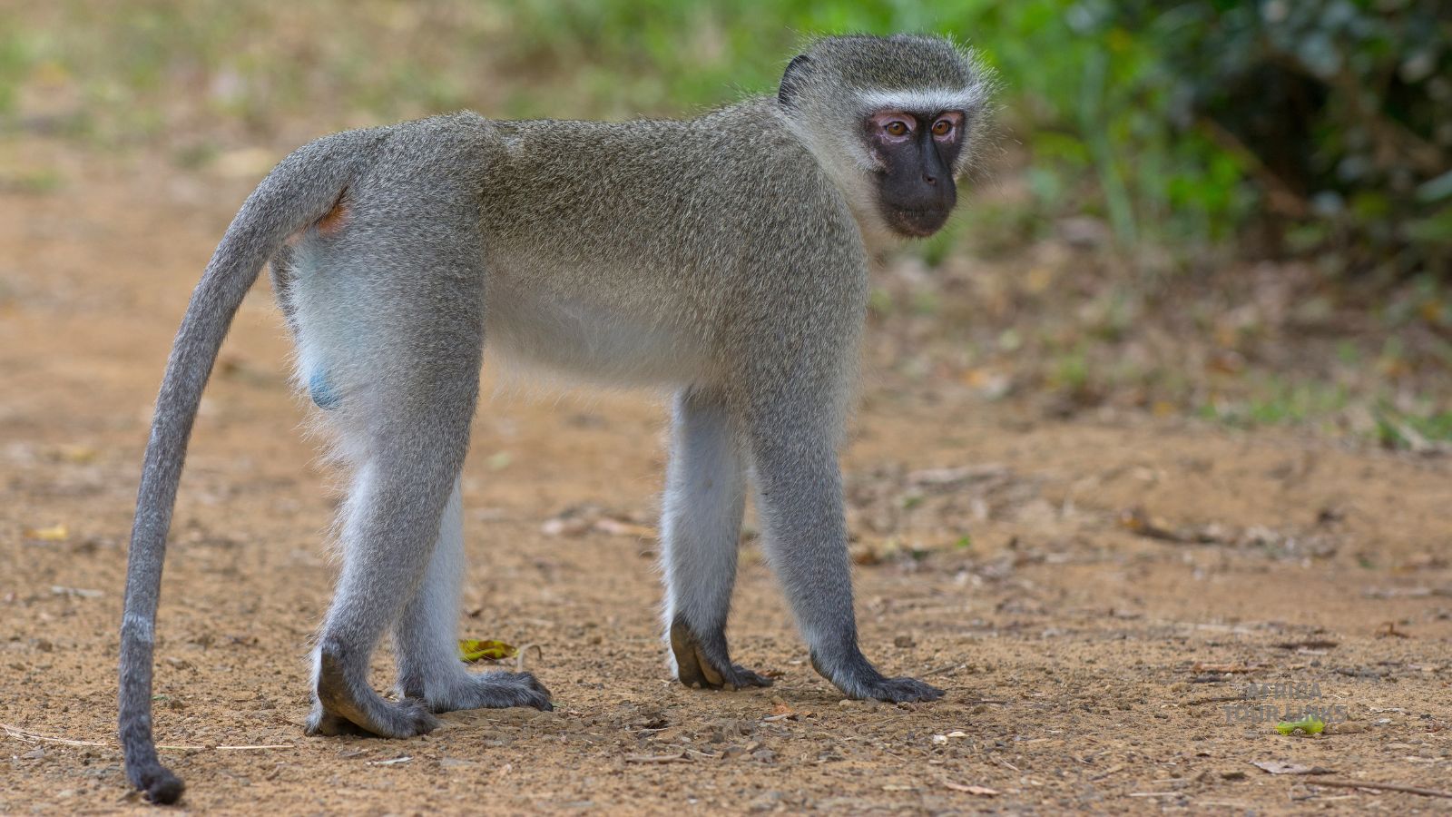 Wildlife Africa (45)